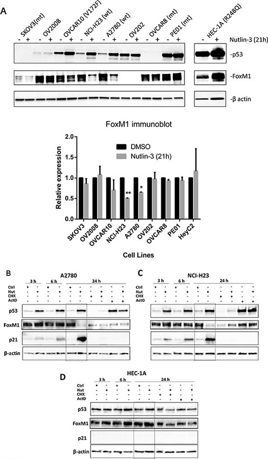 Functional p53 is required for FoxM1 suppression by Nutlin-3.