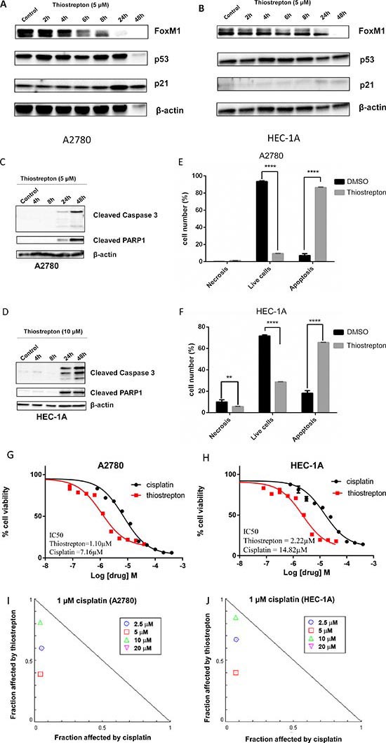 FoxM1 inhibitor thiostrepton downregulates FoxM1 expression and induces cytotoxicity in cancer cell lines with wild type or mutant TP53.