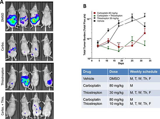 Thiostrepton enhances in vivo carboplatin sensitivity in HEC-1A cancer cells.