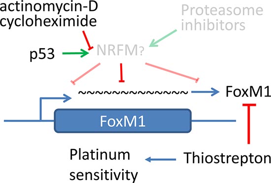 Hypothetical model of FoxM1 regulation by p53 through a putative negative regulator.