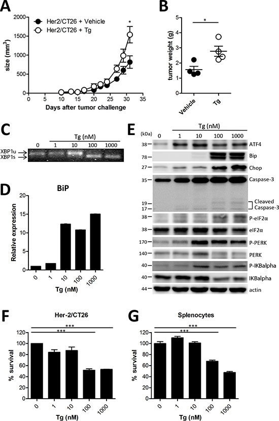 ER stress induced by Tg accelerated tumor growth.