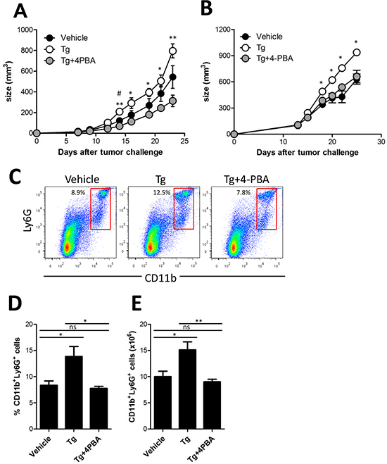 (4-PBA) attenuated Tg-induced MDSC expansion and tumor growth.