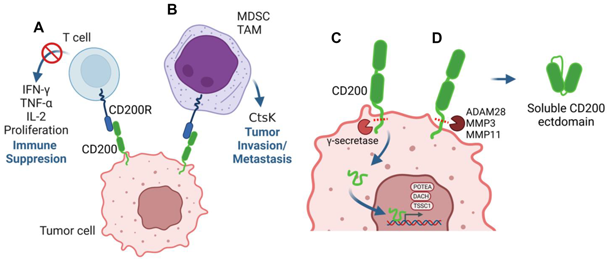 Multiple mechanisms underly the pro-tumorigenic role of CD200.