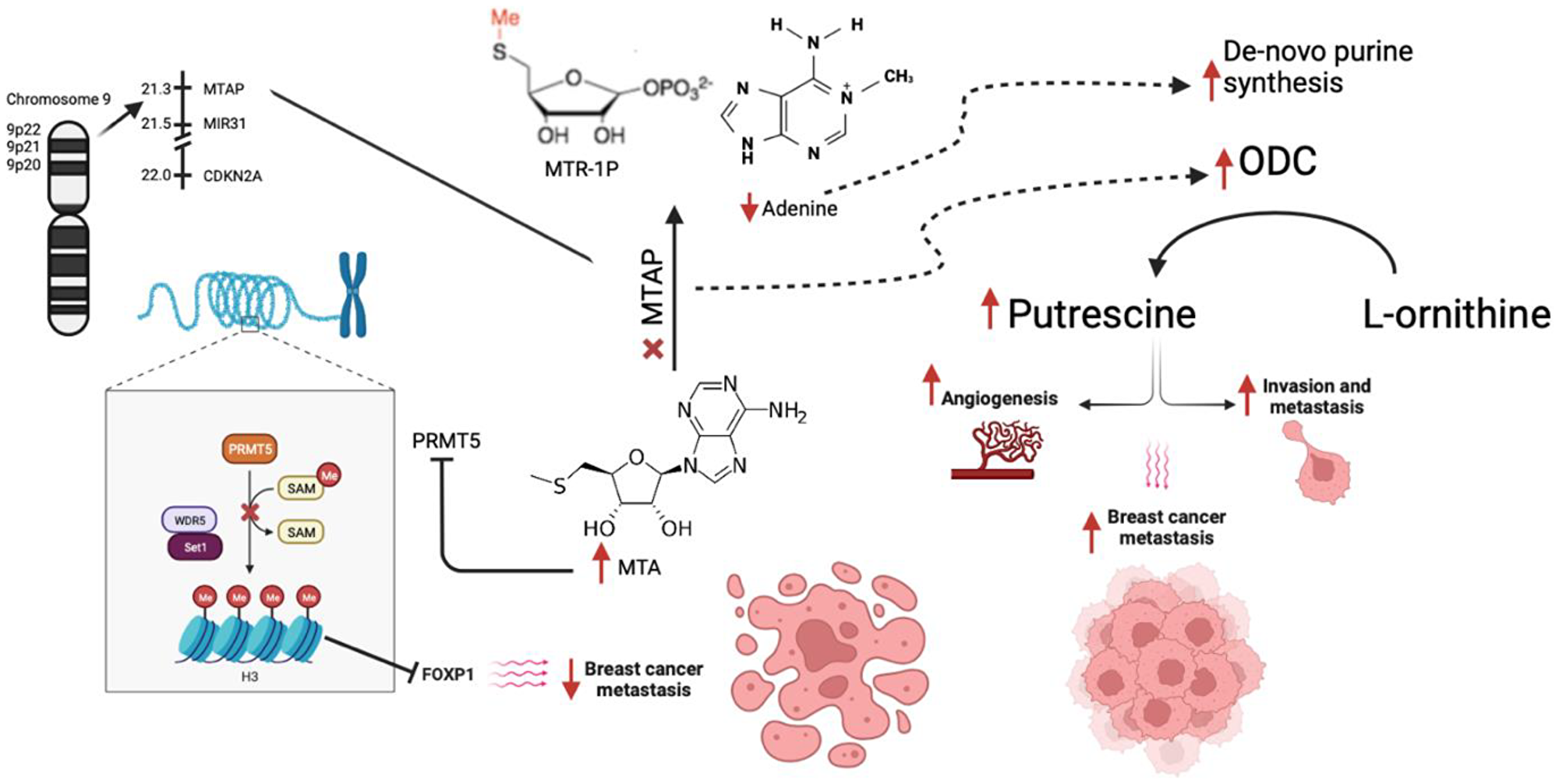 Mechanism of action of MTAP along with downstream effects from its loss.