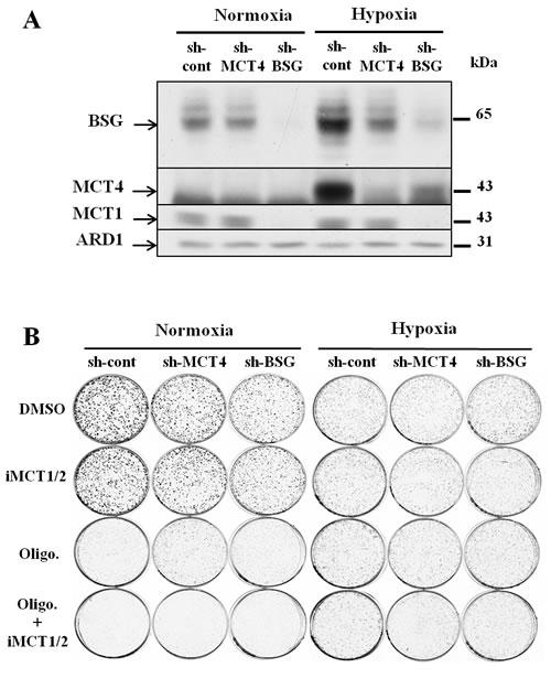 Downregulation of MCT4 and BSG.