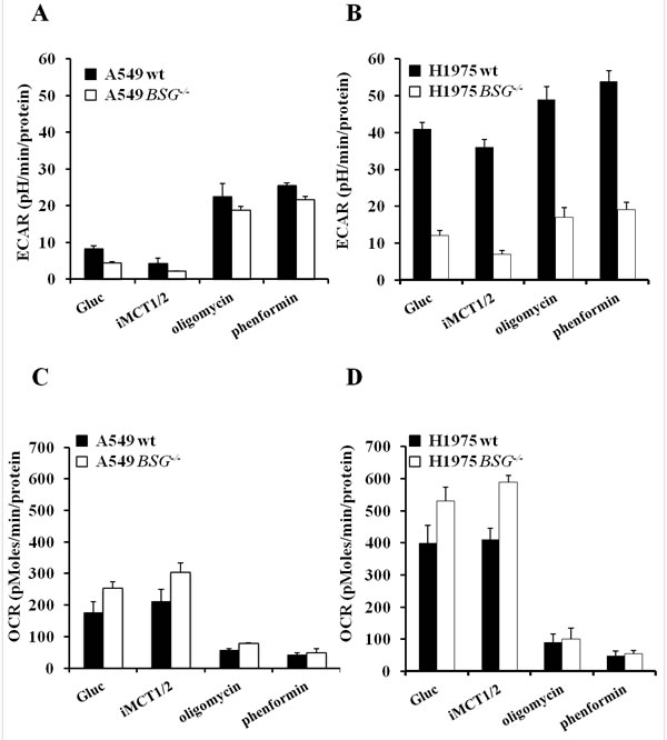 Analysis of bioenergetic pathways in lung carcinoma cells disrupted for