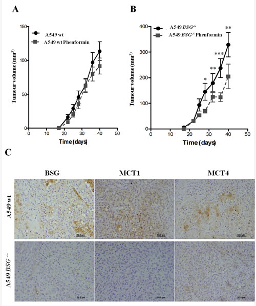 Xenograft tumour growth.