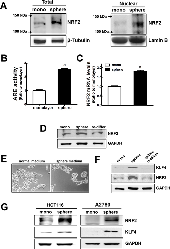 Activation of NRF2 signaling in MCF7 mammospheres.