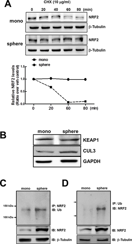 Stabilization of NRF2 protein in MCF7 mammospheres.