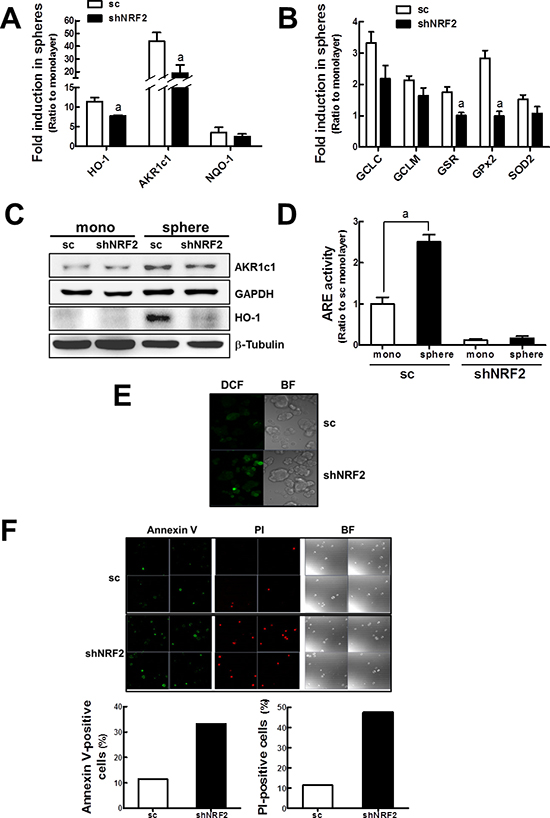 Enhanced ROS and cell death in shNRF2 mammospheres.