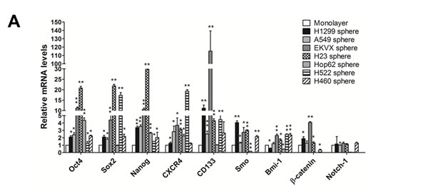 FIGURE 1: Lung tumor spheres exhibited CSC features.