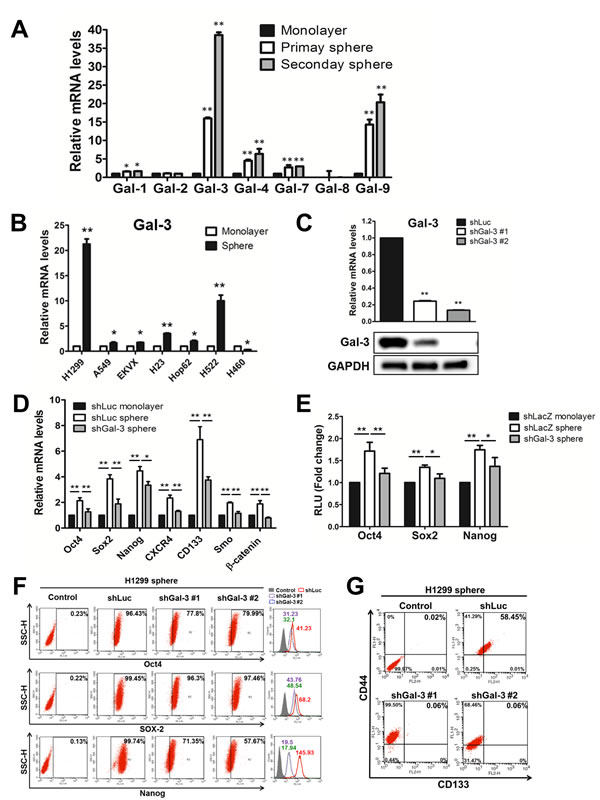 FIGURE 2: Overexpression of galetin-3 in lung CSCs.