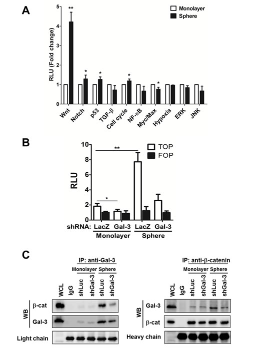 FIGURE 4: Increased galecitn-3 associated with &#x3b2;-catenin in lung CSCs.