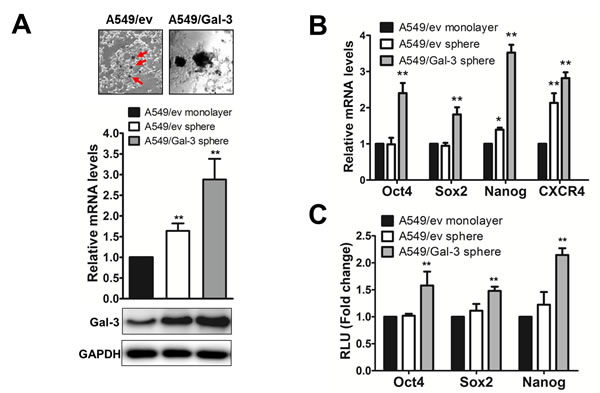 FIGURE 5: Overexpression of galectin-3 in A549 cells promoted sphere-forming capacity and