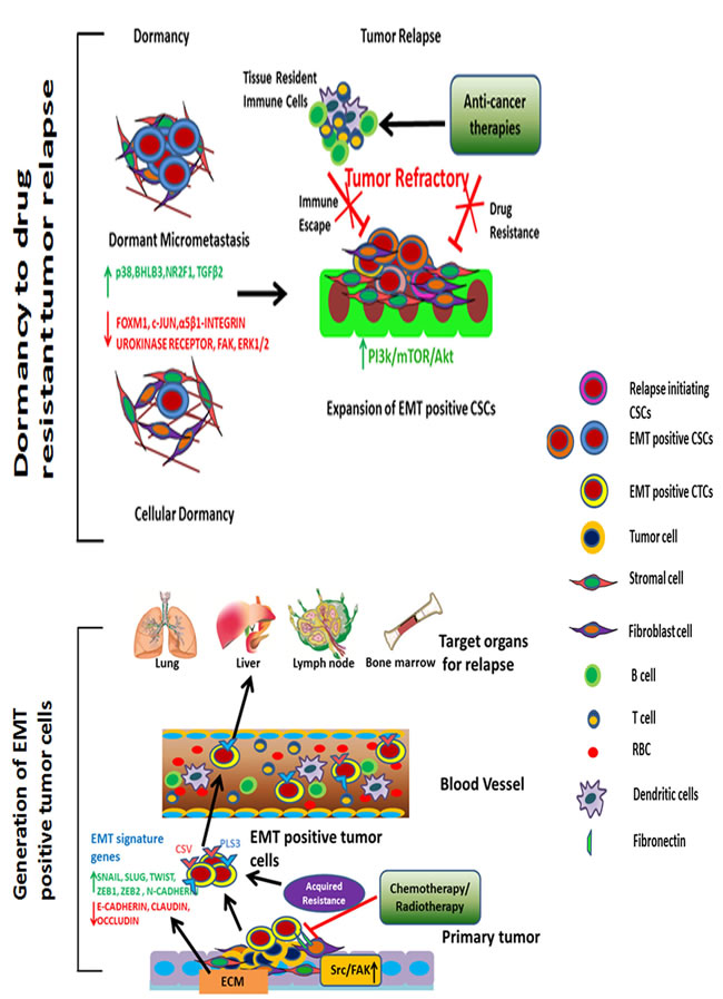 Tumor relapse driven by EMT-positive CTCs and CSCs.