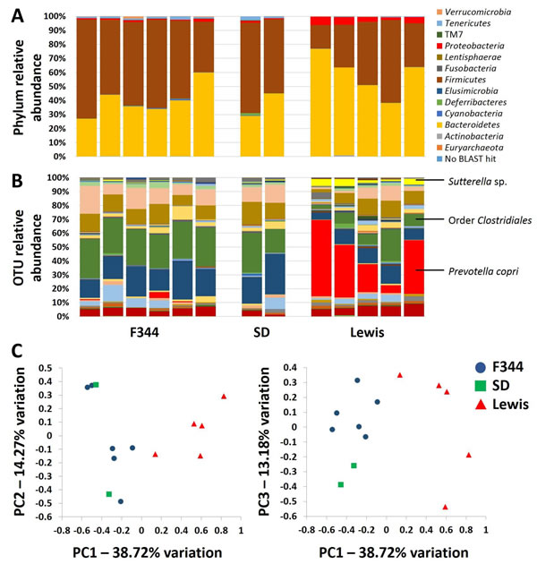 The gut microbiota of Lewis rats differs qualitatively from that of F344 and SD rats.