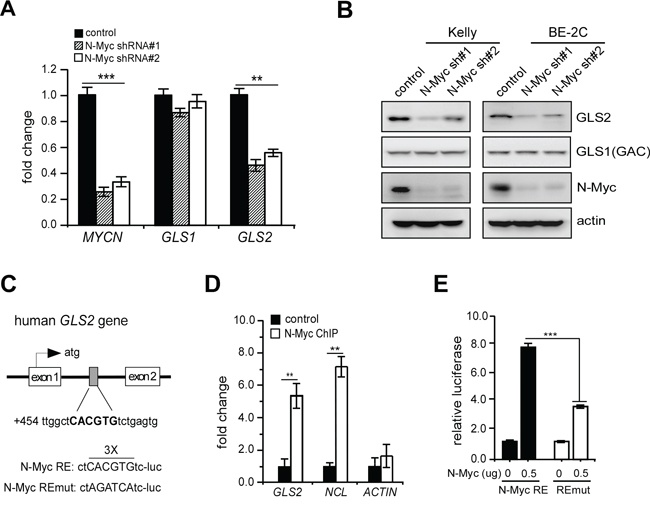 N-Myc is a novel GLS2 activator.