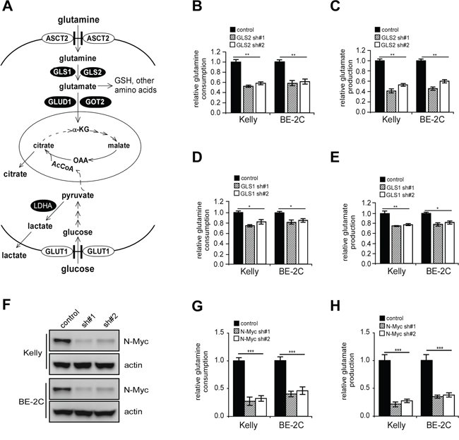 GLS2 depletion inhibits conversion of glutamine to glutamate.