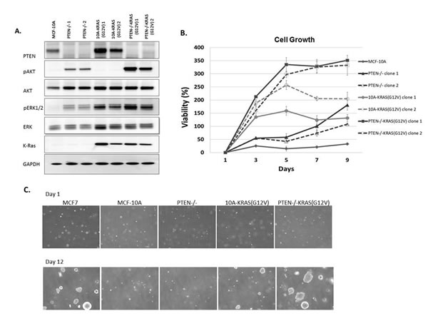 MCF-10A, PTEN-/-, 10A-KRAS (G12V) and PTEN-/-KRAS(G12V) pathway activation, viability, and colony formation in soft agar