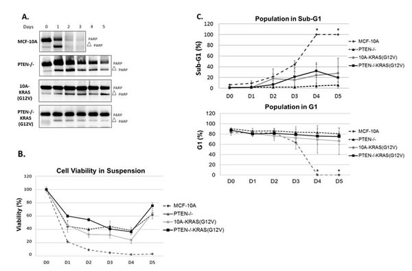 PTEN loss or KRAS activation provide resistance to apoptosis.