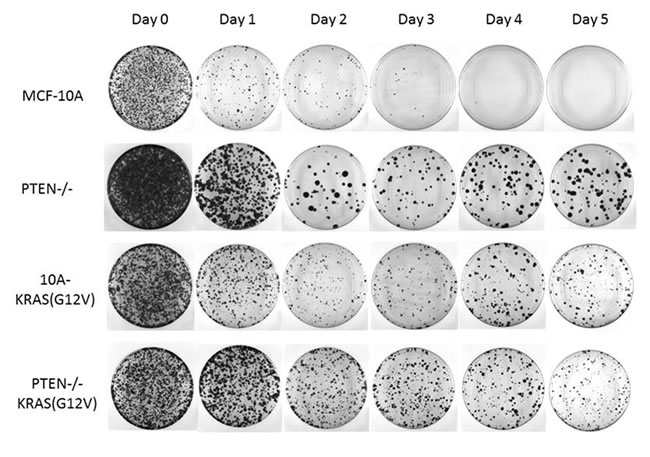 PTEN loss and KRAS activation promotes reversible cell cycle arrest.