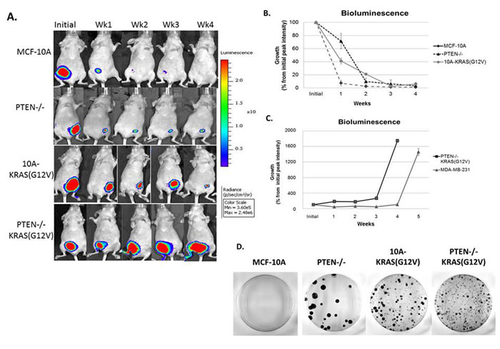 Persistence of PTEN-/- and 10A-KRAS(G12V) cells and primary tumor formation of PTEN-/-KRAS(G12V) cells in mouse xenografts.