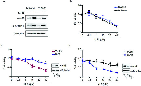 High levels of Nrf2 determine progestin resistance.