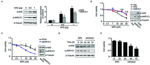 AKR1C1 mediated Nrf2-driven progestin-resistance.