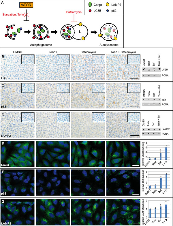 Platform for the immunocytochemical analyses of key autophago-lysosomal markers.