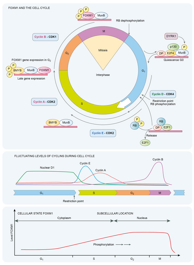 Temporal dynamics of FOXM1 in the cell cycle