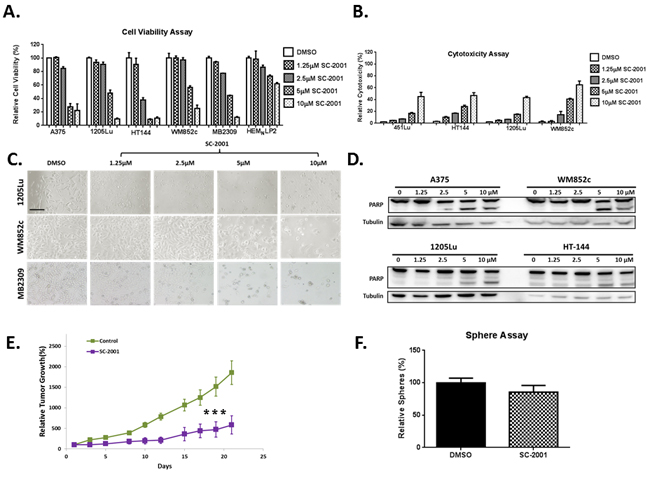 SC-2001 is capable of targeting the bulk of melanoma cells in vitro and in vivo, however it did not target the MIC population.