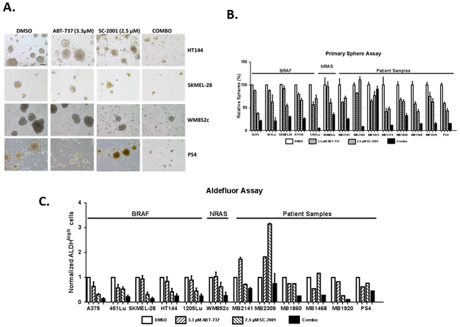 SC-2001 combined with ABT-737 targeted the MIC population of melanoma cells regardless of the mutation status.