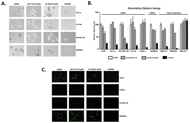 A low concentration of SC-2001 (2.5 &#x03BC;M) combined with ABT-737 inhibited the self-renewability of MICs.