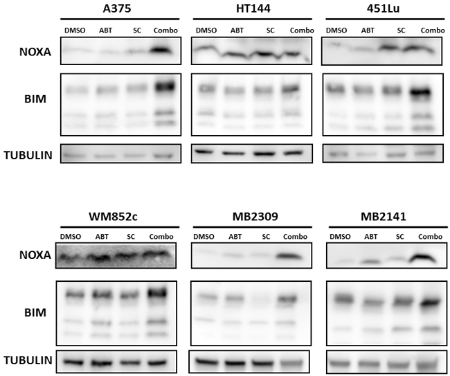 Combination induced NOXA- and BIM-mediated killing of MICs.