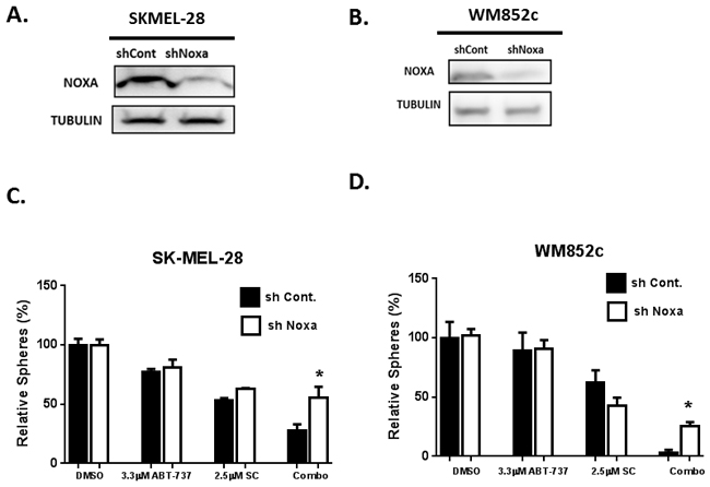 Knock-Down of NOXA protected against combination-induced cell death.