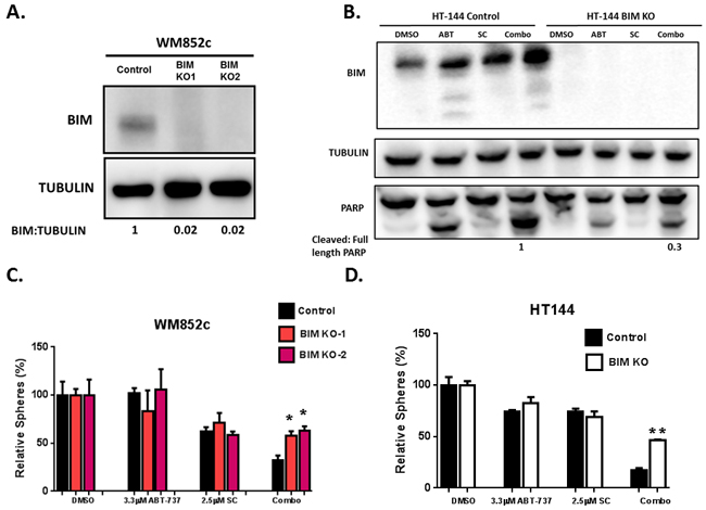 Knock-out of BIM protected melanoma cells against combination-induced cell death.