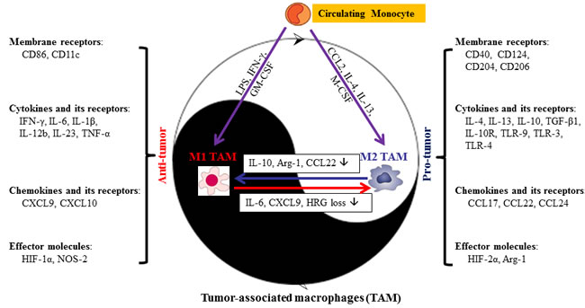 Dual role of macrophages in the response to stimuli in tumor microenvironment.