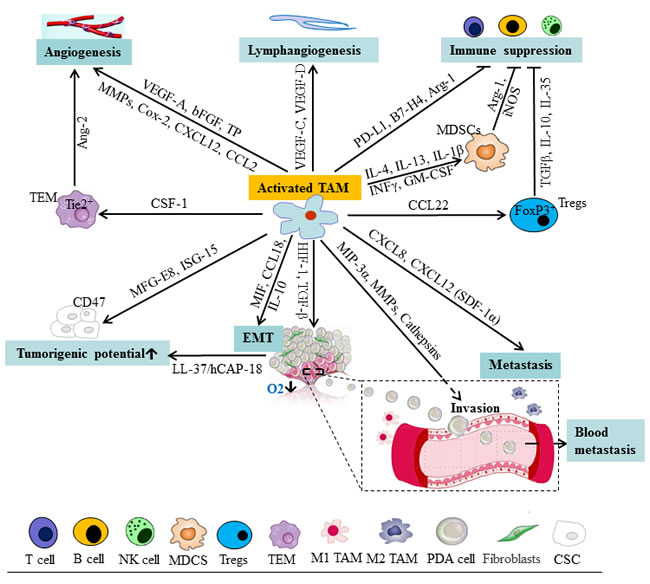 Schematic representation of cells and mediators influencing the function of TAM and tumor progression in pancreatic cancer.