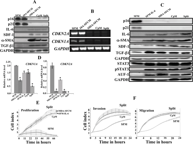 Breast cancer cells and IL-6 persistently activate breast stromal fibroblasts.