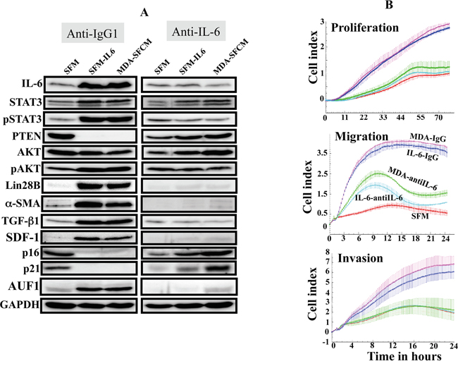 IL-6 activates the IL-6/STAT3/NF-&#x03BA;B feedback loop in an autocrine manner.