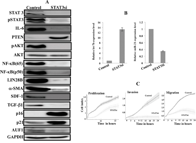 STAT3 inhibition by siRNA persistently inhibits the IL-6/STAT3/NF-&#x03BA;B feedback loop and inactivates myofibroblast cells.