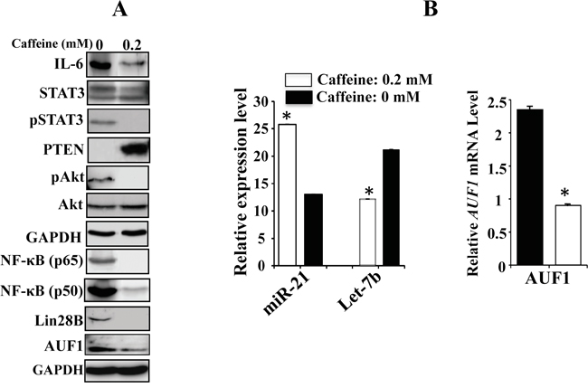 Caffeine persistently blocks the IL-6/STAT3/NF-&#x03BA;B feedback loop.