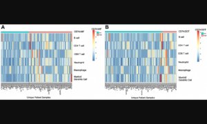 Prognostic and Therapeutic Insights Into MIF, DDT, and CD74 in Melanoma