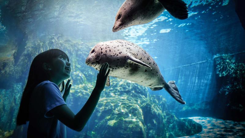 girl viewing harbor seals