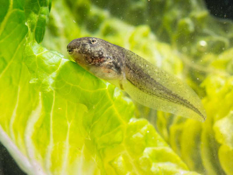 Tadpole in water