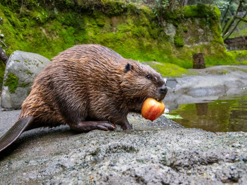 beaver with apple in it's mouth