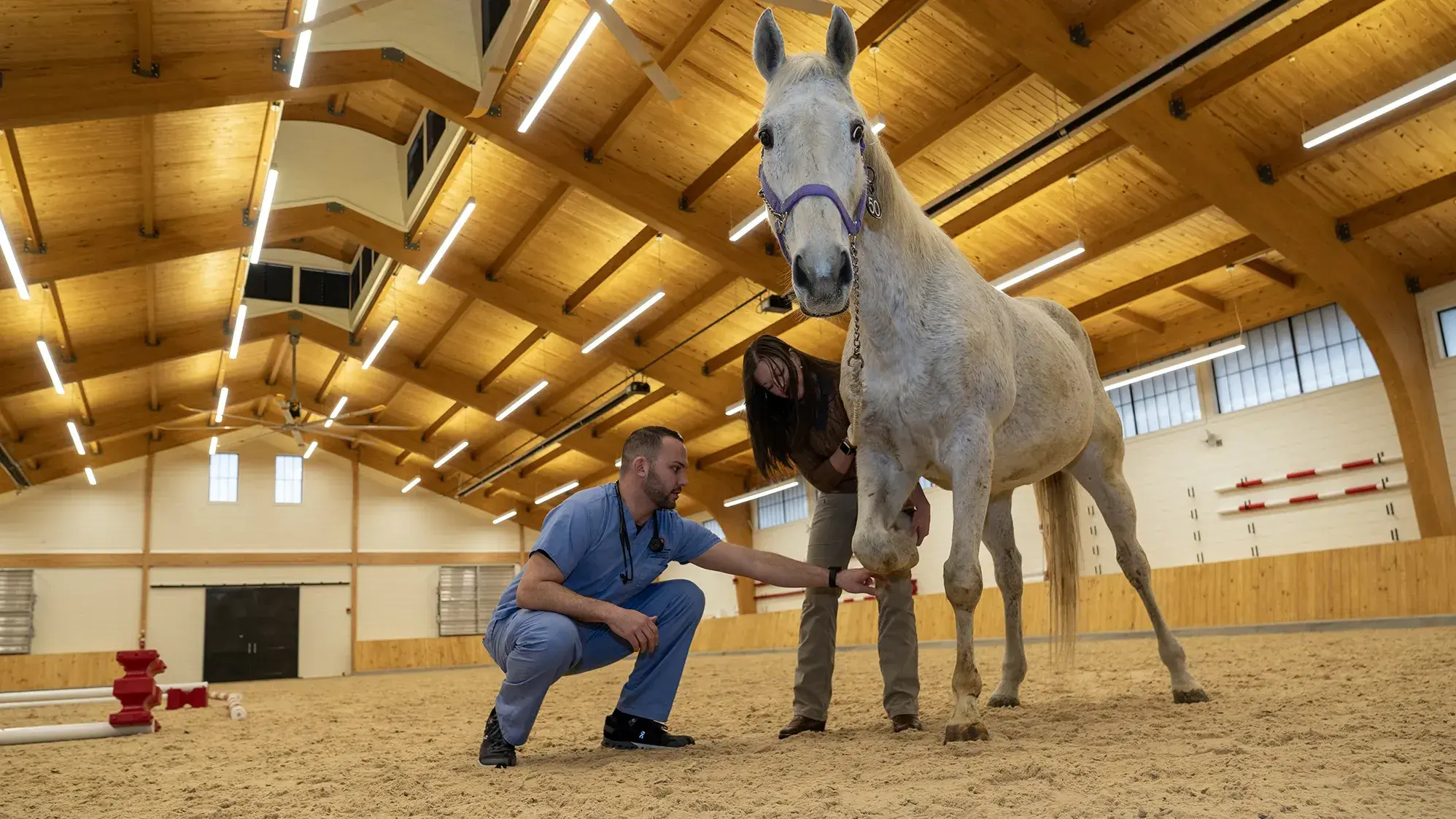 two people tend to a white horse