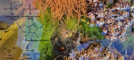 Photograph of several seaweed species superimposed by structures of common water-soluble arsenic compounds.