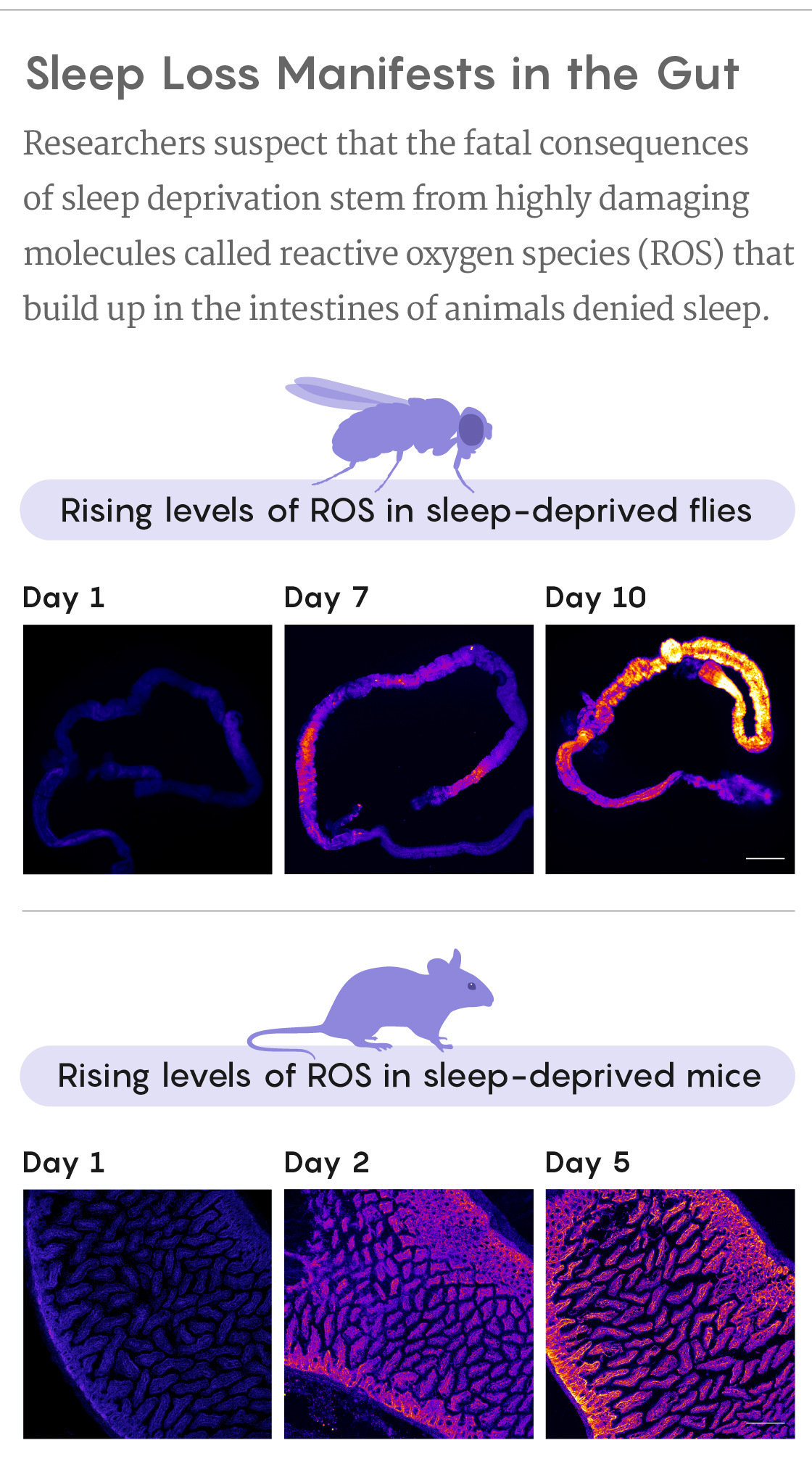 A set of fluorescence micrographs showing the accumulation of Reactive Oxygen Species in the intestines of sleep-deprived flies and mice.