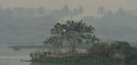 Nanjarayan Bird Sanctuary